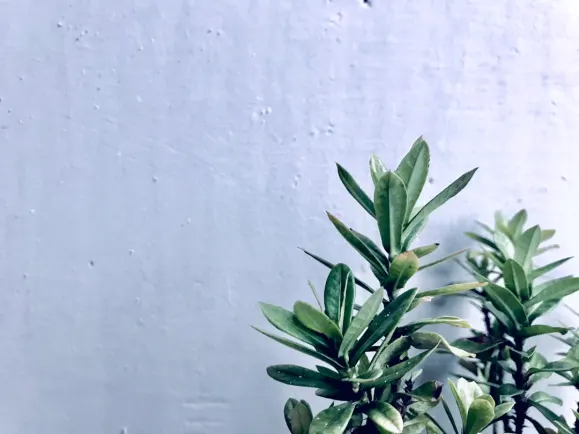 HippoZino Kazino Atbalsts